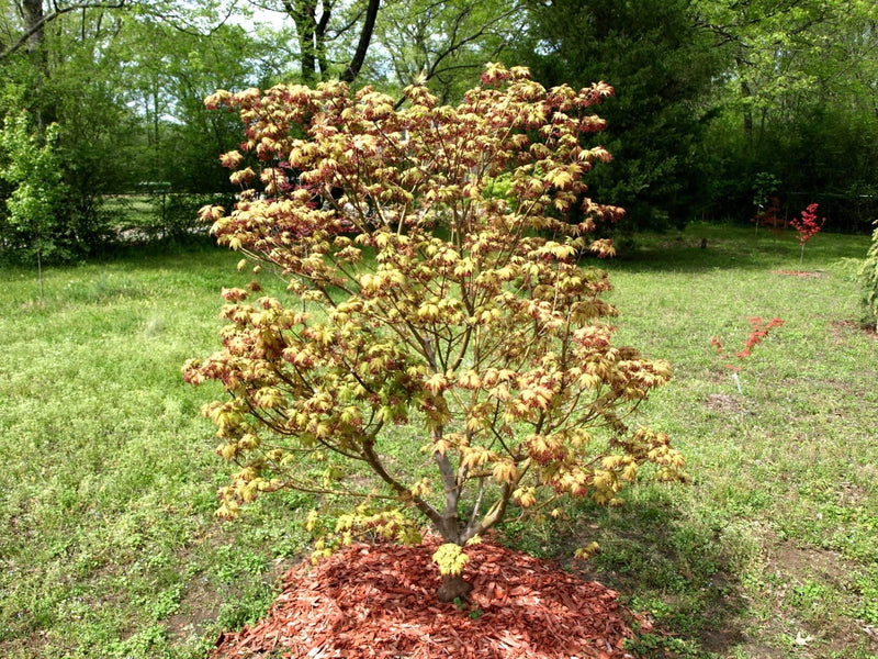 - Acer palmatum 'Osakazuki' Japanese Maple - Mr Maple │ Buy Japanese Maple Trees