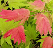 - Acer shirasawanum 'Moonrise™' Full Moon Japanese Maple - Mr Maple │ Buy Japanese Maple Trees