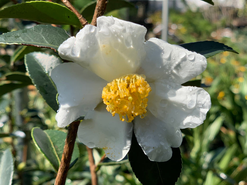 Camellia oleifera 'Lu Shan Snow' Cold Hardy Zone 6 White Flowering Camellia