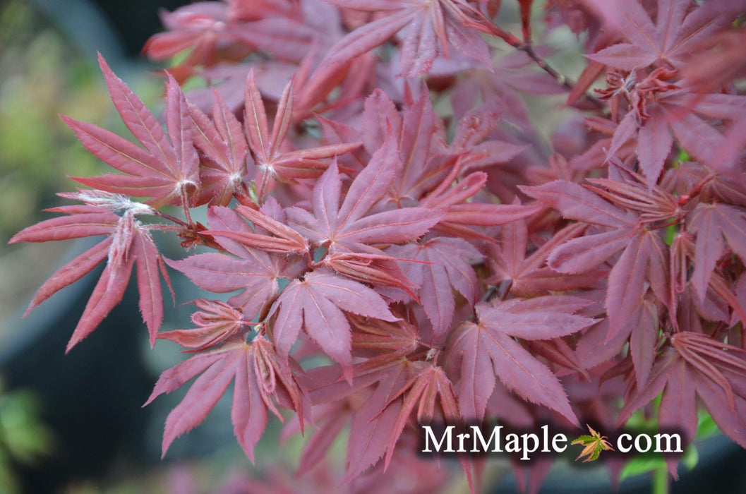 Acer palmatum 'Twombly's Red Sentinel' Columnar Japanese Maple