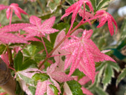 - Acer palmatum 'Ilarian' Japanese Maple - Mr Maple │ Buy Japanese Maple Trees