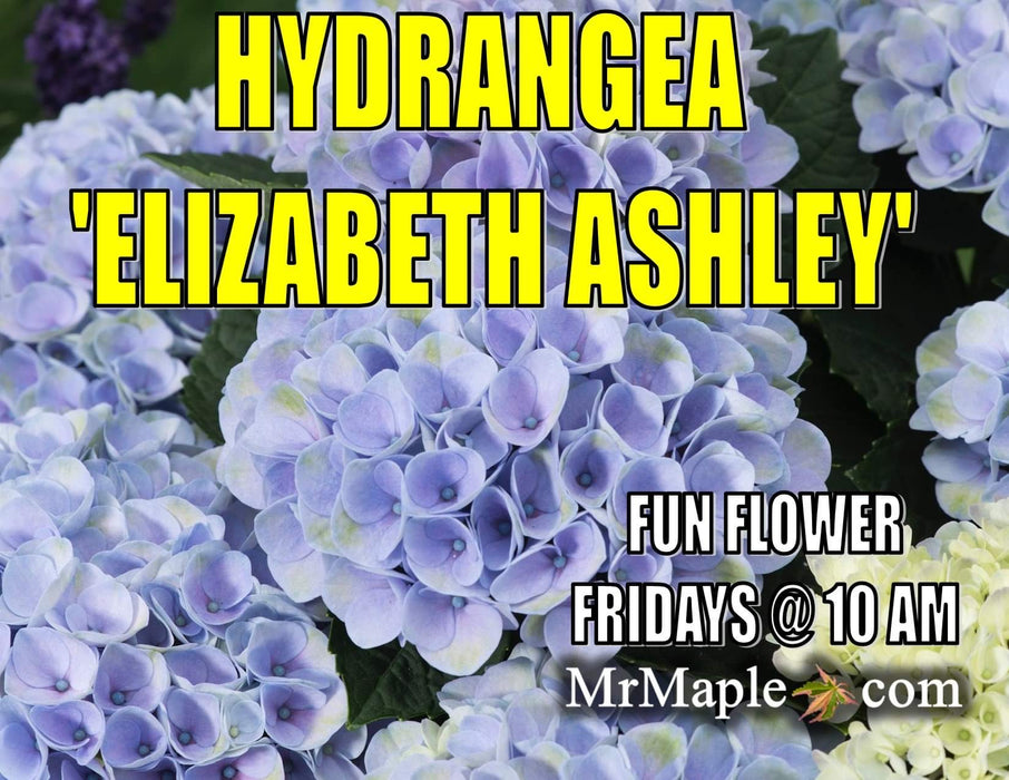 Hydrangea macrophylla ‘Elizabeth Ashley’ Floral Bloom Hydrangea