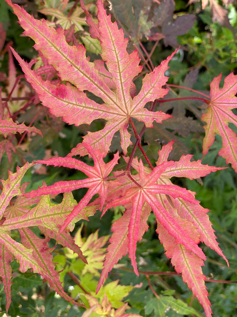 - Acer palmatum 'Strawberry Spring' Reticulated Japanese Maple - Mr Maple │ Buy Japanese Maple Trees