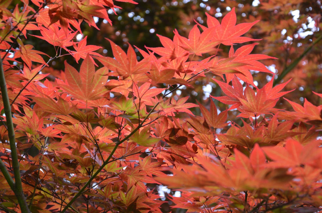 Acer palmatum 'Novum' Red Japanese Maple