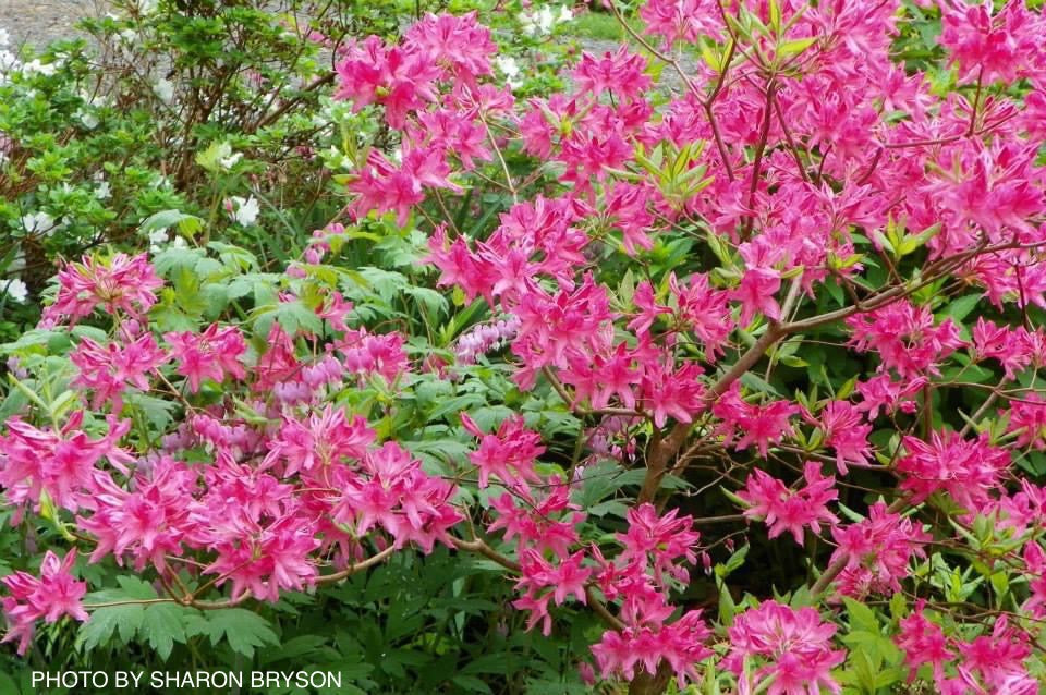 Azalea 'Rosy Lights’ Pink Flowers Deciduous Azalea