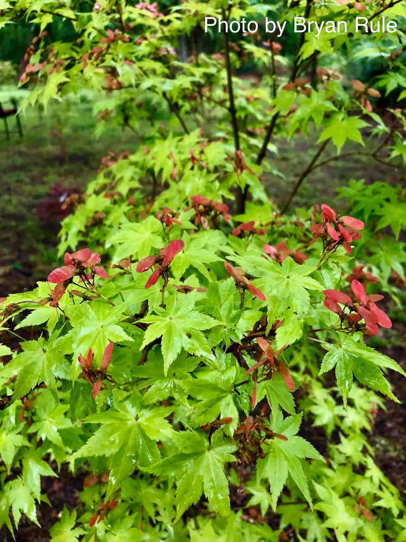- Acer palmatum 'Summer Gold' Japanese Maple - Mr Maple │ Buy Japanese Maple Trees