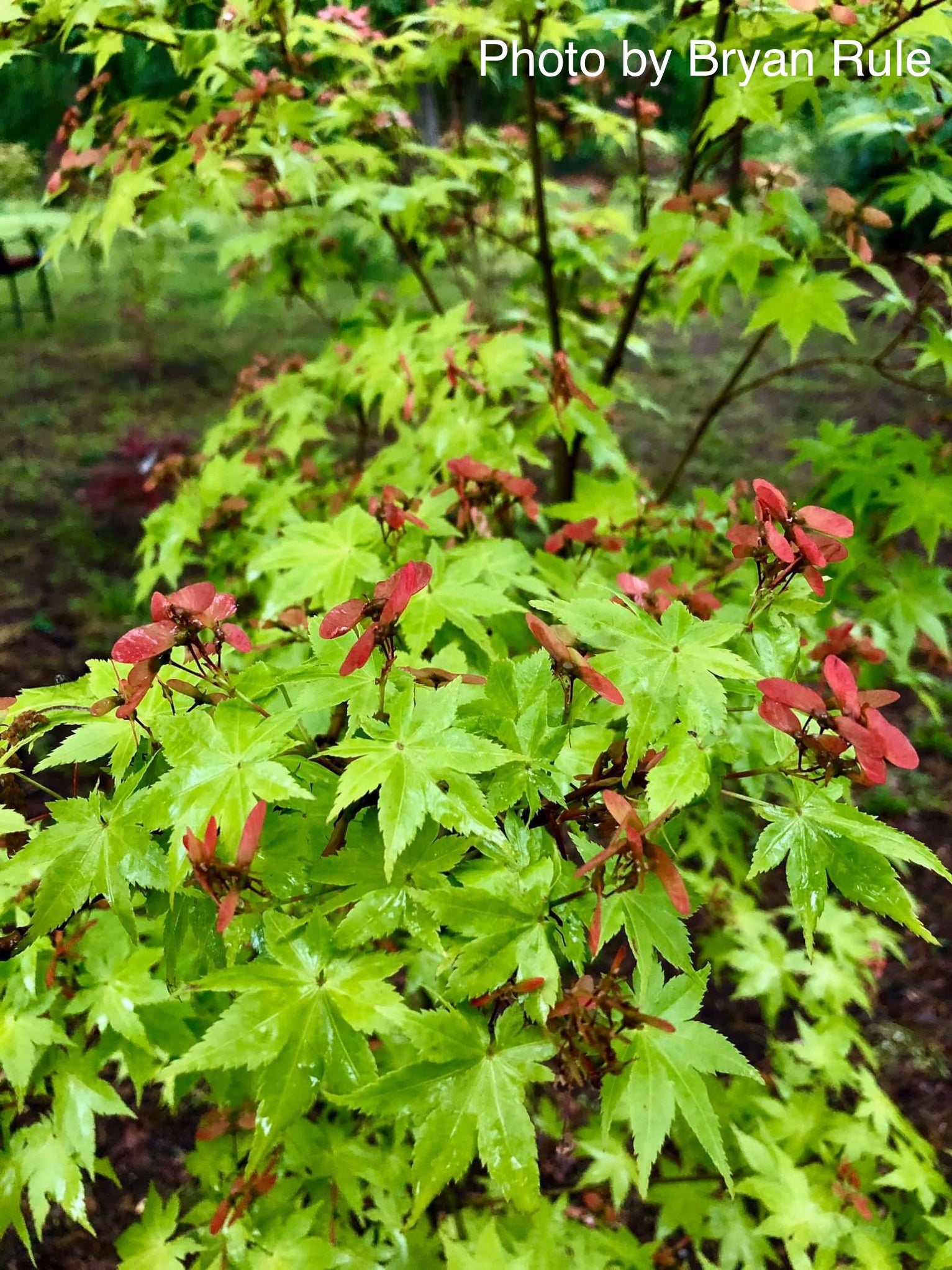 Buy Acer Palmatum Summer Gold Japanese Maple — Mr Maple │ Buy Japanese Maple Trees 3222