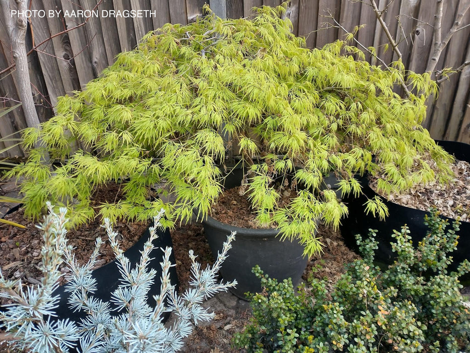 Acer palmatum 'Flavescens’ Weeping Japanese Maple