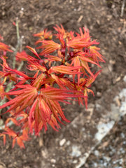 - Acer palmatum 'Mystic Mikawa' Miniature Japanese Maple - Mr Maple │ Buy Japanese Maple Trees