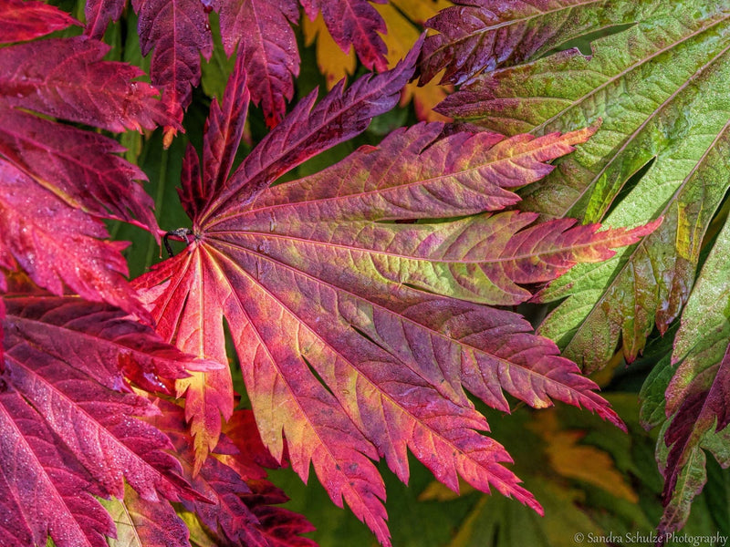- Acer japonicum 'Mai kujaku' Dancing Peacock Japanese Maple - Mr Maple │ Buy Japanese Maple Trees