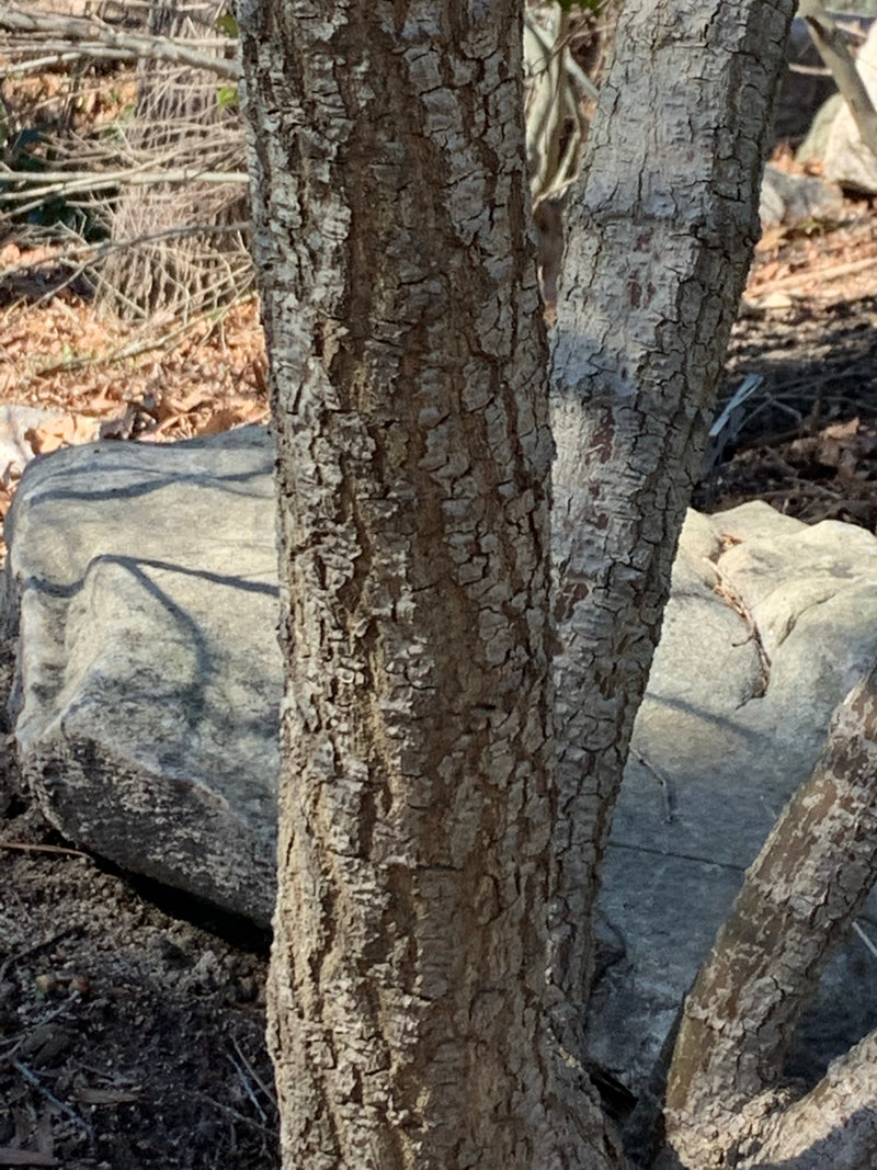 - Acer palmatum 'Alan's Gold' Pinebark Japanese Maple - Mr Maple │ Buy Japanese Maple Trees