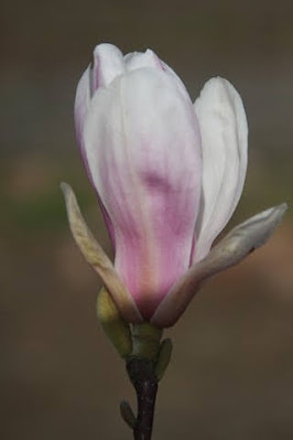 Magnolia x 'Kiki's Broom' Pink Flower Magnolia