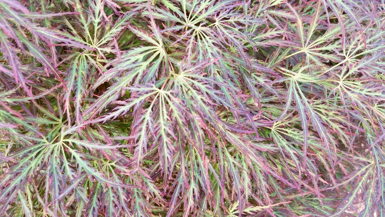 FOR PICKUP ONLY | Acer palmatum 'Raraflora' Weeping Japanese Maple | DOES NOT SHIP