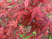 - Acer palmatum 'Dark Knight' Japanese Maple - Mr Maple │ Buy Japanese Maple Trees