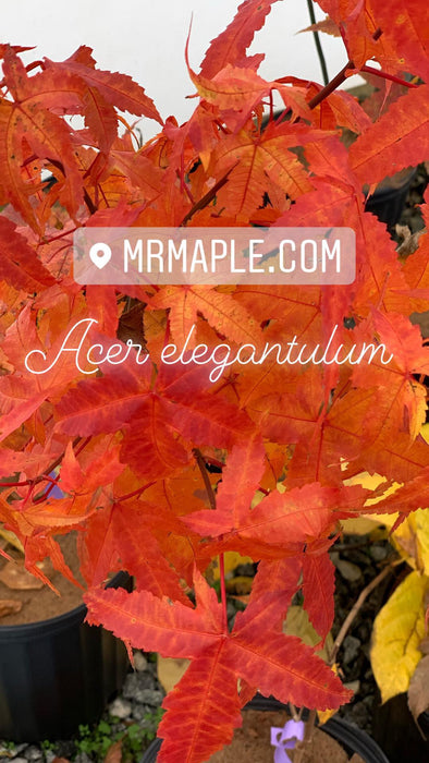 Acer elegantulum Rare Elegant Chinese Maple Tree