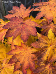 - Acer japonicum 'Vitifolium' Large Leaf Full Moon Japanese Maple - Mr Maple │ Buy Japanese Maple Trees