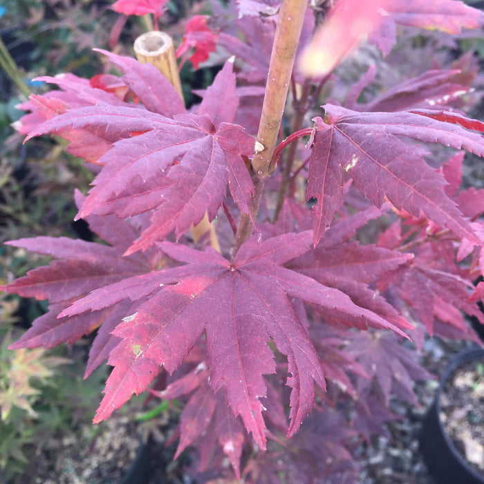 Acer pseudosieboldianum Japanese Maple