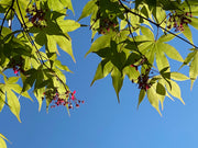 - Acer palmatum 'Osakazuki' Japanese Maple - Mr Maple │ Buy Japanese Maple Trees