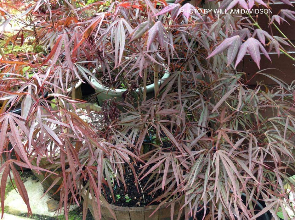 Acer palmatum 'Enkan' Japanese Maple