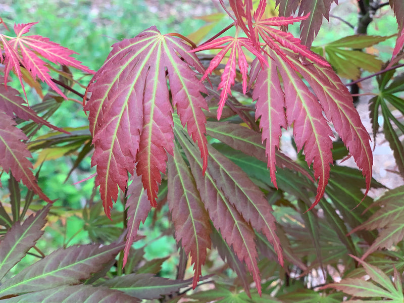 - Acer shirasawanum 'Bronze Age' Bronze Full Moon Japanese Maple - Mr Maple │ Buy Japanese Maple Trees