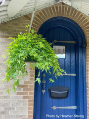 - Acer palmatum 'Ryusen' Japanese Maple - Mr Maple │ Buy Japanese Maple Trees