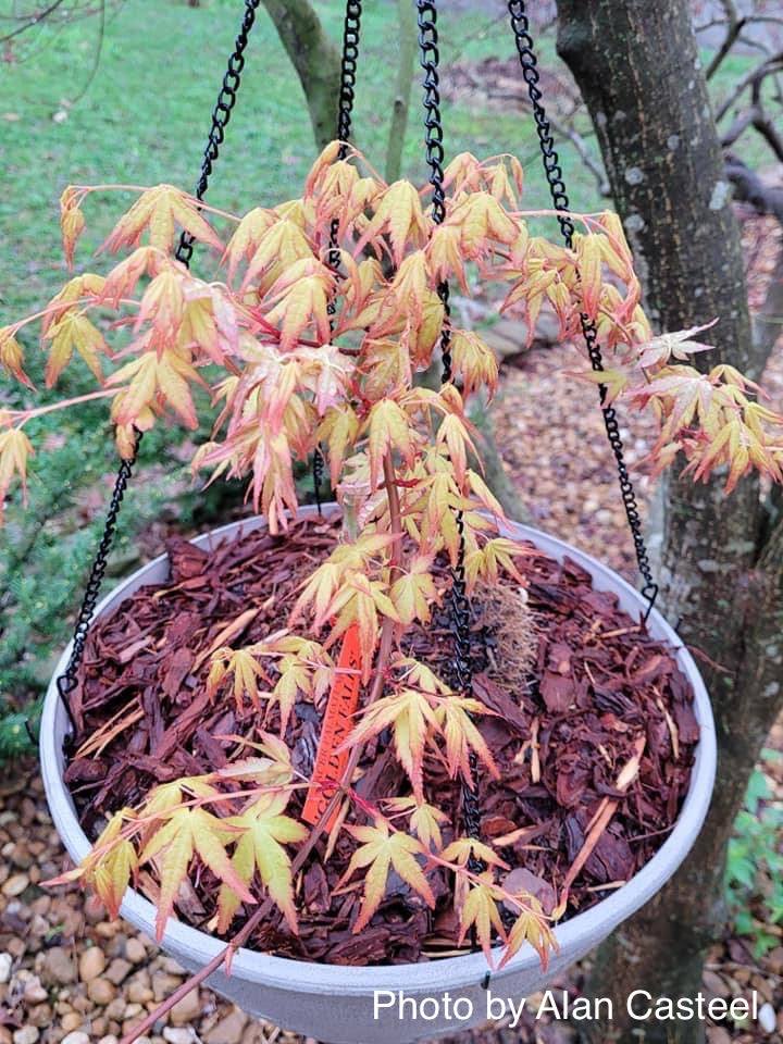 - Acer palmatum 'Golden Falls' Weeping Golden Japanese Maple - Mr Maple │ Buy Japanese Maple Trees