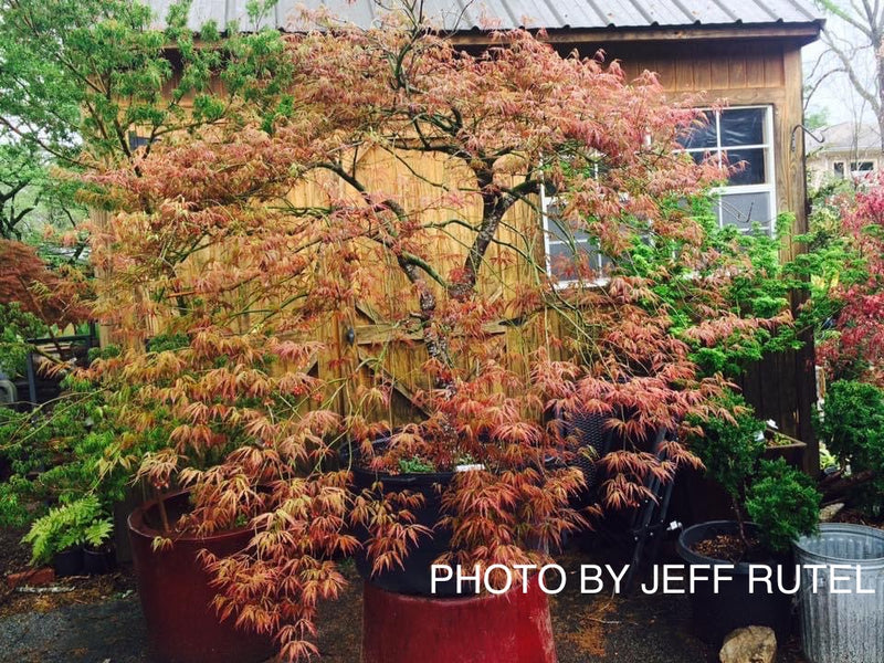 - Acer palmatum 'Jeddeloh Orange' Weeping Japanese Maple - Mr Maple │ Buy Japanese Maple Trees