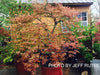 '- Acer palmatum 'Jeddeloh Orange' Weeping Japanese Maple - Mr Maple │ Buy Japanese Maple Trees