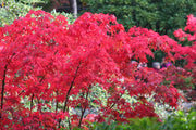 - Acer palmatum 'Osakazuki' Japanese Maple - Mr Maple │ Buy Japanese Maple Trees
