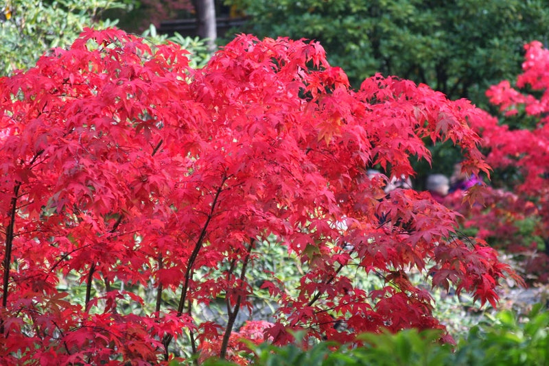 - Acer palmatum 'Osakazuki' Japanese Maple - Mr Maple │ Buy Japanese Maple Trees