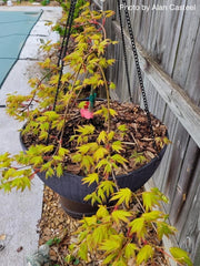 - Acer palmatum 'Dragon Master' Golden Weeping Japanese Maple - Mr Maple │ Buy Japanese Maple Trees