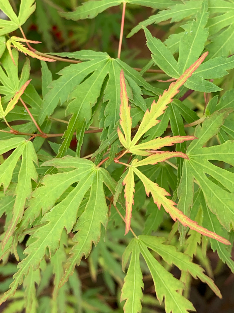 - Acer palmatum 'Green Strap' Rare Japanese Maple - Mr Maple │ Buy Japanese Maple Trees