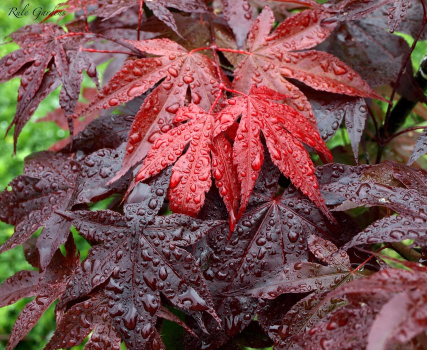 Acer palmatum 'Dolly Hill' Red Japanese Maple