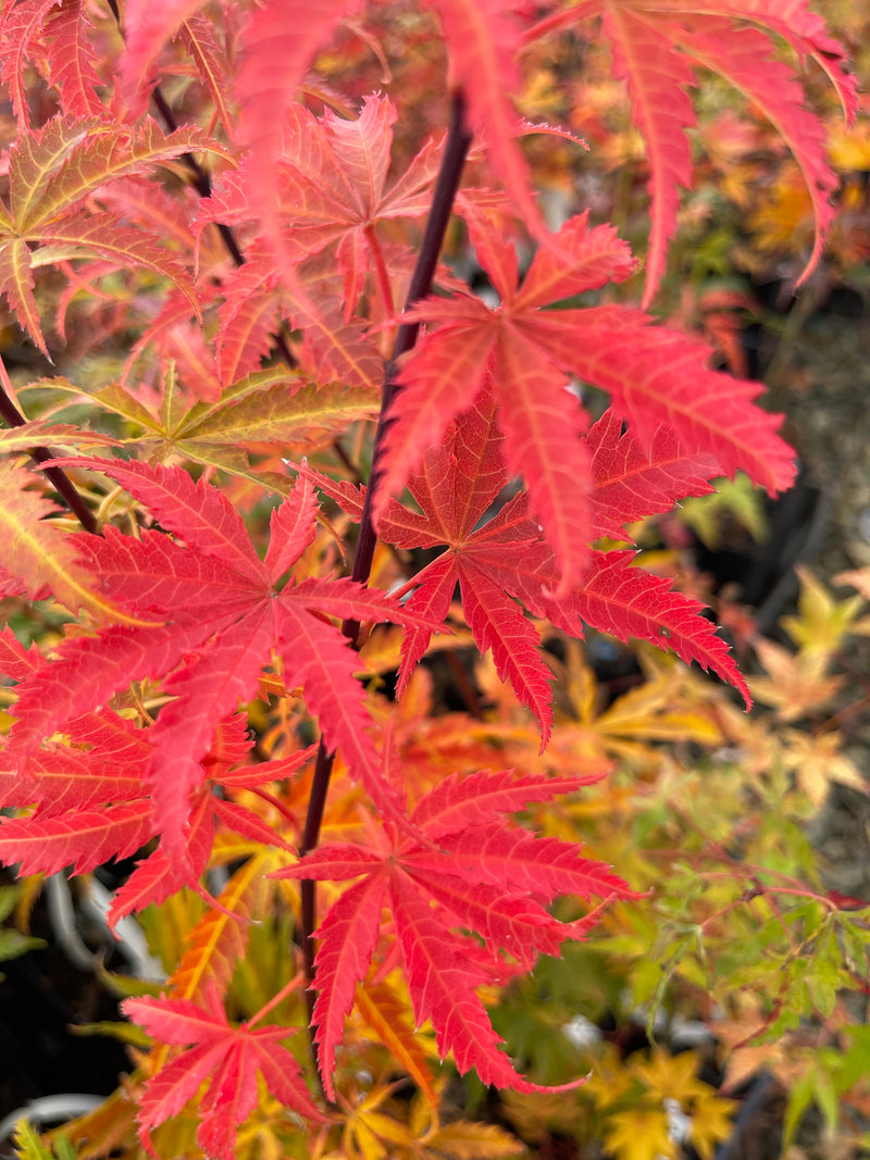 - Acer palmatum 'Orion' Dwarf Red Japanese Maple - Mr Maple │ Buy Japanese Maple Trees