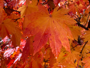 - Acer japonicum 'Vitifolium' Large Leaf Full Moon Japanese Maple - Mr Maple │ Buy Japanese Maple Trees