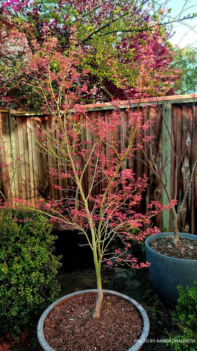 Acer palmatum 'Wilson's Pink Dwarf' Dwarf Japanese Maple