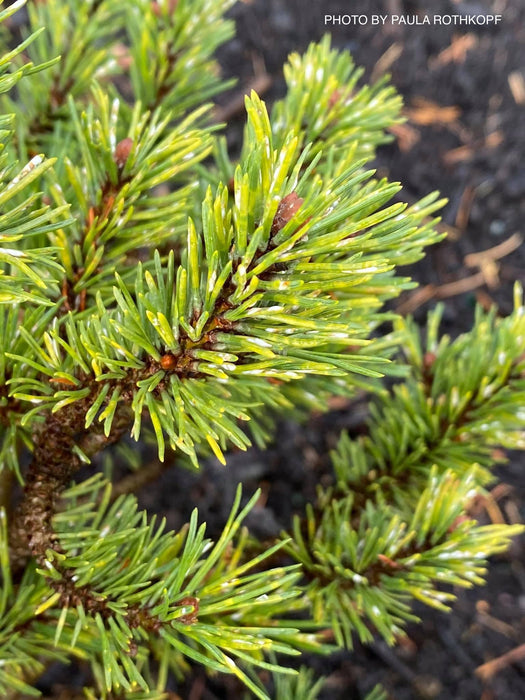 Pinus mugo 'Paul’s Dwarf' Mountain Pine Tree
