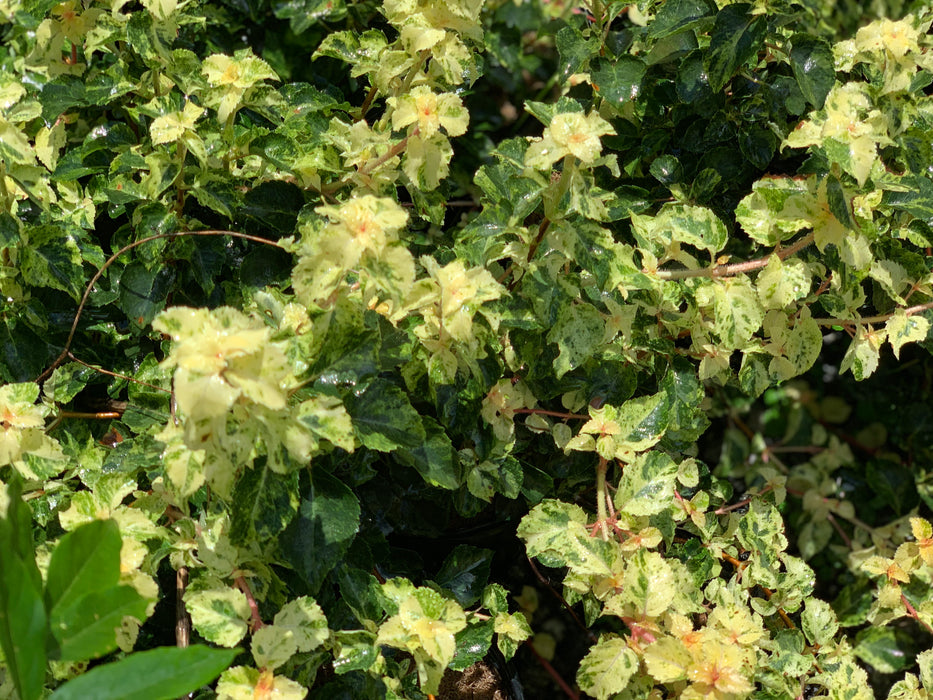 Hydrangea anomala ssp. petiolaris 'Kuga Variegated' Climbing Hydrangea