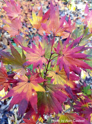 - Acer shirasawanum 'Jordan' Golden Full Moon Japanese Maple - Mr Maple │ Buy Japanese Maple Trees