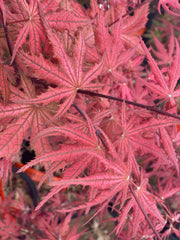 - Acer palmatum 'Celebration' Japanese Maple - Mr Maple │ Buy Japanese Maple Trees