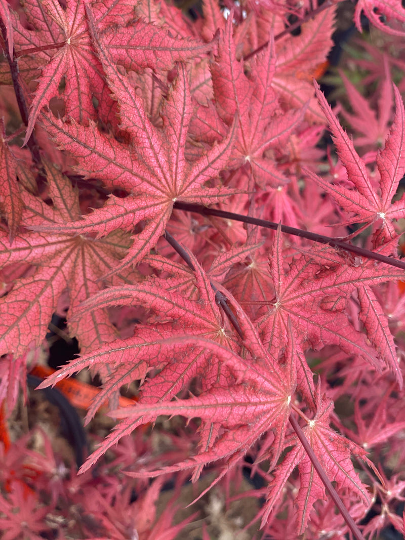 - Acer palmatum 'Celebration' Japanese Maple - Mr Maple │ Buy Japanese Maple Trees