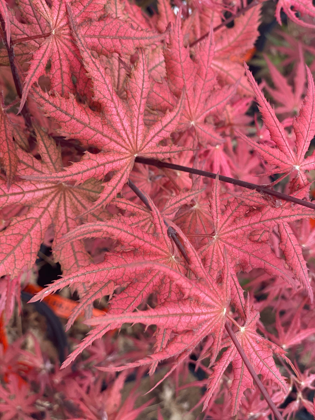 Buy Acer palmatum ‘Celebration’ Japanese Maple — Mr Maple │ Buy