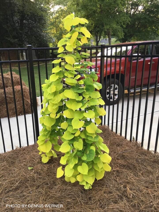 Cercis canadensis ‘NC2015-12’ Golden Falls® Weeping Redbud
