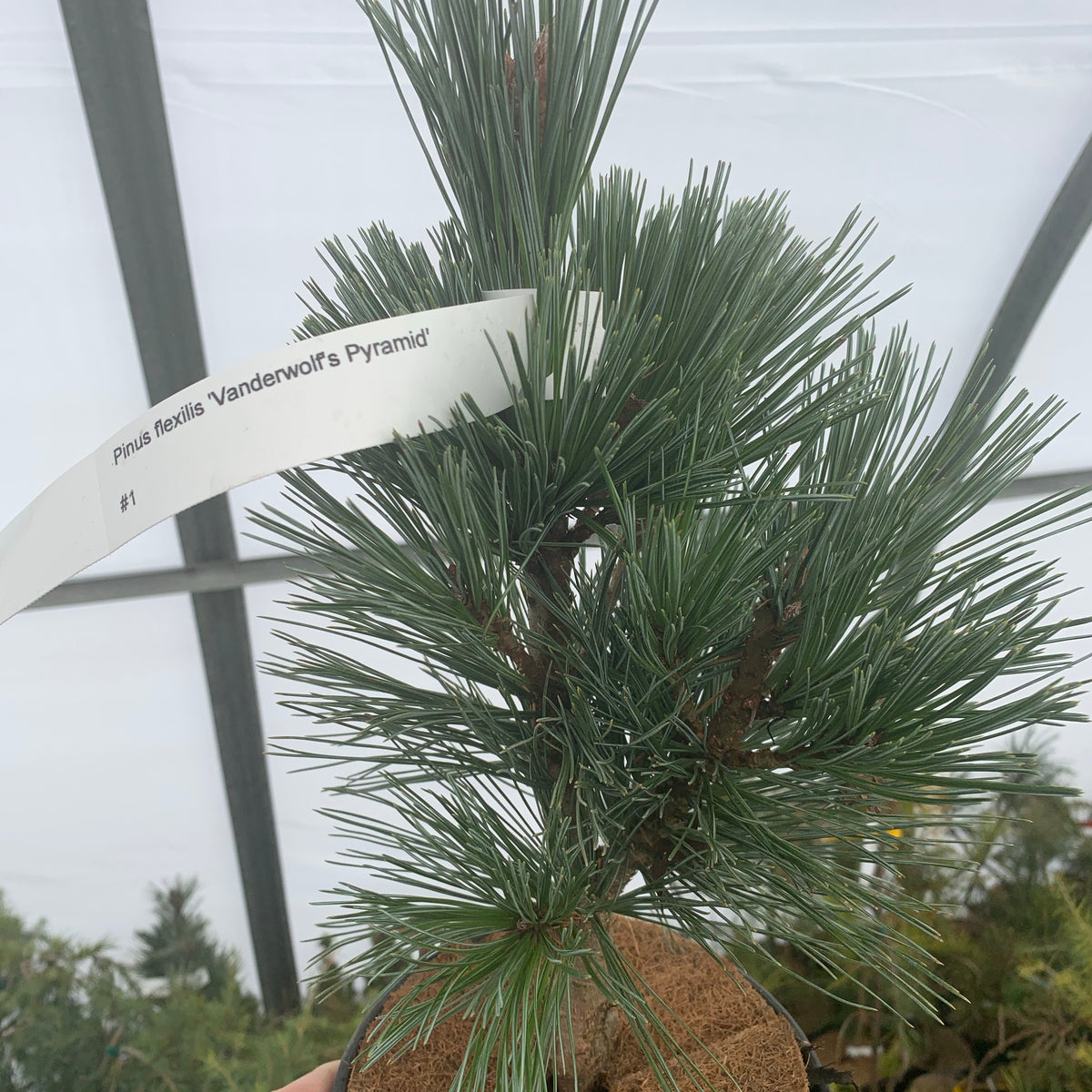 Pinus flexilis (Limber Pine, Rocky Mountain White Pine) – MySeedsCo
