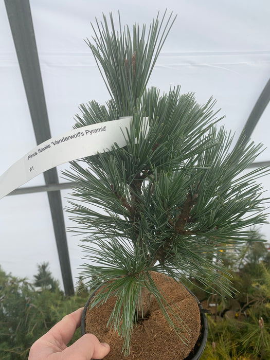 Pinus flexilis 'Vanderwolf’s Pyramid' Blue Limber Pine