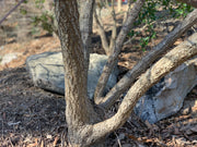 - Acer palmatum 'Alan's Gold' Pinebark Japanese Maple - Mr Maple │ Buy Japanese Maple Trees