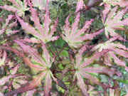 - Acer palmatum 'Firefly' Japanese Maple - Mr Maple │ Buy Japanese Maple Trees
