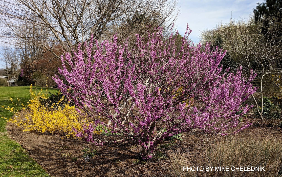 Cercis chinensis 'Don Egolf' Heavy Blooming Redbud Tree