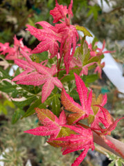 - Acer palmatum 'Ilarian' Japanese Maple - Mr Maple │ Buy Japanese Maple Trees