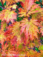- Acer japonicum 'Yama kage' Mountain Shadows Full Moon Japanese Maple - Mr Maple │ Buy Japanese Maple Trees